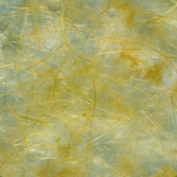 Phytoplankton bloom formed of a dense mat of diatoms in the Southern Ocean. (Photo credit: Erica Goetze, University of Hawaii, USA; Katjia Peijnenburg, Deborah Wall-Palmer & Lissette Mekkes, Naturalis Biodiversity Centre, Leiden, The Netherlands). Phytoplankton bloom formed of a dense mat of diatoms in the Southern Ocean. (Photo credit: Erica Goetze, University of Hawaii, USA; Katjia Peijnenburg, Deborah Wall-Palmer & Lissette Mekkes, Naturalis Biodiversity Centre, Leiden, The Netherlands).