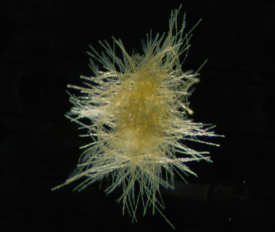 Trichodesmium thiebautii from surface haul nets (Credits: Erica Goetze, University of Hawaii, USA; Katjia Peijnenburg, Deborah Wall-Palmer & Lissette Mekkes, Naturalis Biodiversity Centre, Leiden, The Netherlands). Trichodesmium thiebautii from surface haul nets (Credits: Erica Goetze, University of Hawaii, USA; Katjia Peijnenburg, Deborah Wall-Palmer & Lissette Mekkes, Naturalis Biodiversity Centre, Leiden, The Netherlands).