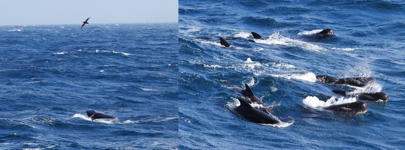 Humpback Whale fluke & pod of Pilot Whales. (Photo credit: Ian Brown, Plymouth Marine Laboratory, UK). Humpback Whale fluke & pod of Pilot Whales. (Photo credit: Ian Brown, Plymouth Marine Laboratory, UK).