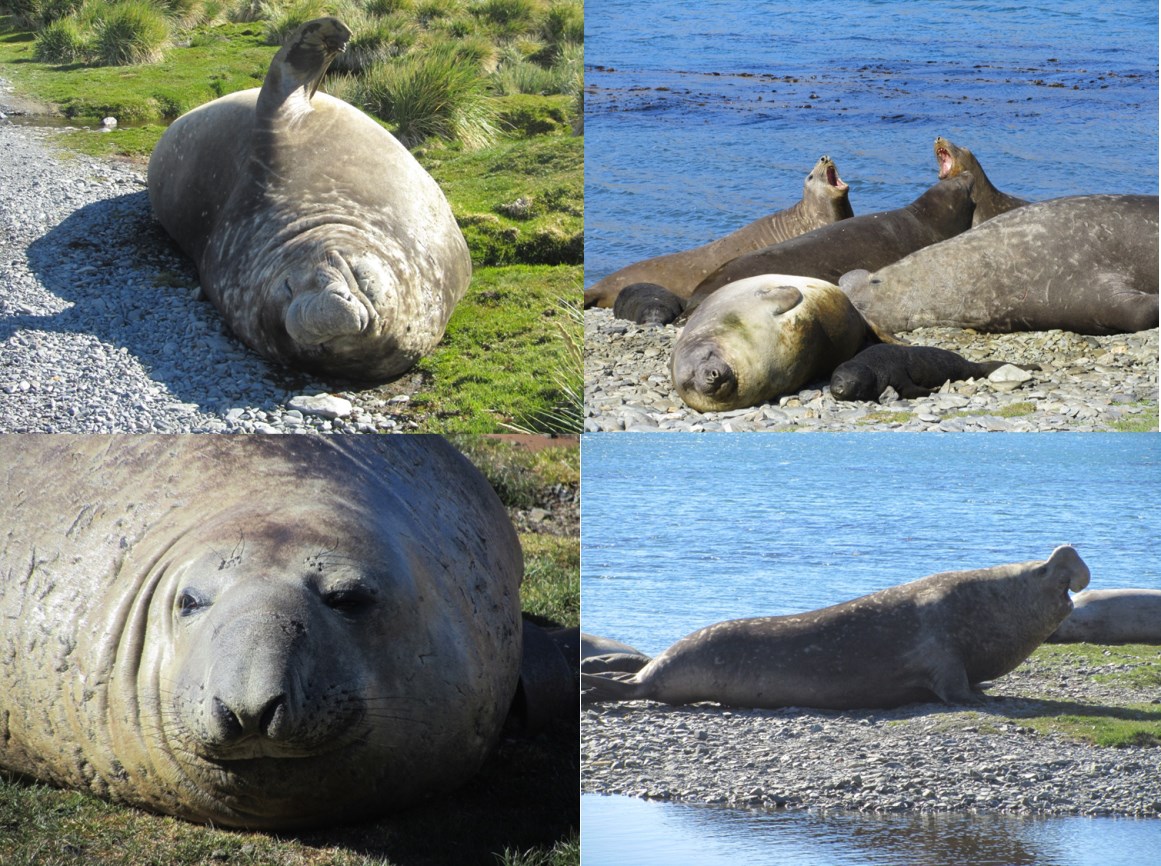 South Georgia is an important breeding ground for Elephant seals. South Georgia is an important breeding ground for Elephant seals.